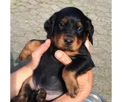 pedigree gordon setter puppies for sale