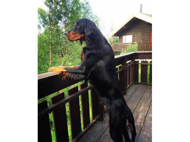 pedigree gordon setter puppies for sale in East Providence ...