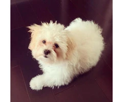 shichon puppies available - 1