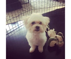 shichon puppies available - 3