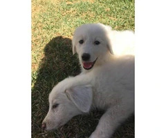 great pyrenees puppies for sale in nc