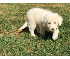 great pyrenees puppies for sale in nc - 2