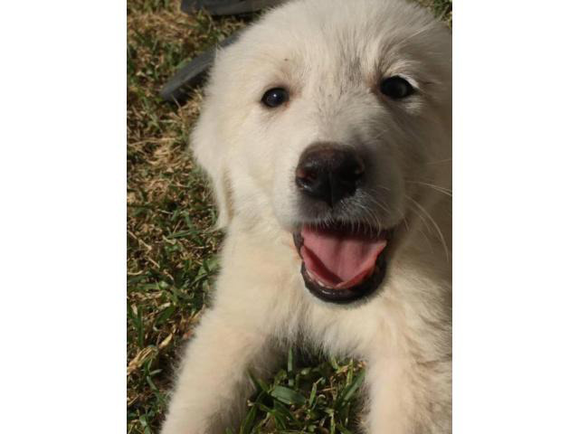 great pyrenees puppies for sale in nc in Mint Hill, North ...