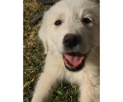 great pyrenees puppies for sale in nc - 3