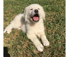 great pyrenees puppies for sale in nc - 4