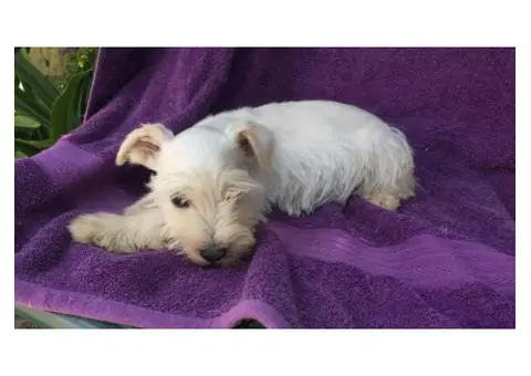 mini schnauzer puppies for sale in texas
