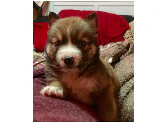 akita pup for sale in Adairsville, Georgia - Puppies for Sale Near Me