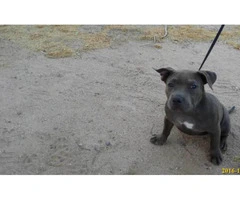 american bully for sale - 2
