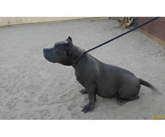 american bully for sale - 3