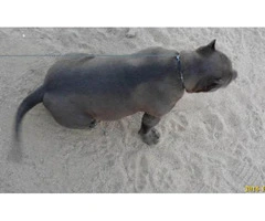 american bully for sale - 4