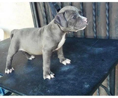 american bully puppies for sale in los angeles - 1