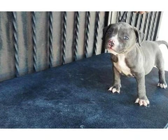 american bully puppies for sale in los angeles - 2