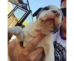 american bully puppies for sale in los angeles - 3