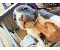 american bully puppies for sale in los angeles - 4