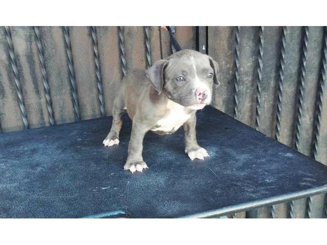 american bully puppies for sale in los angeles in Los