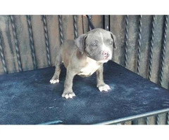 american bully puppies for sale in los angeles - 5