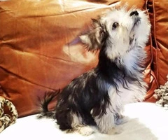 morkie puppies for sale in washington state