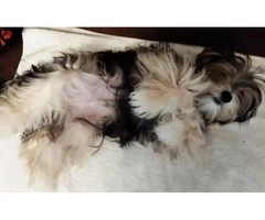 morkie puppies for sale in washington state - 2