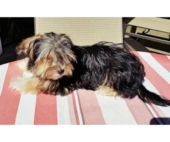 morkie puppies for sale in washington state - 3