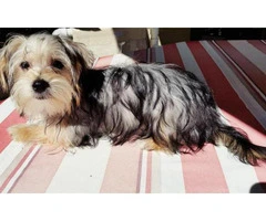 morkie puppies for sale in washington state - 4