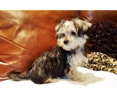 morkie puppies for sale in washington state - 5