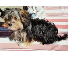 morkie puppies for sale in washington state - 6