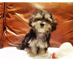 morkie puppies for sale in washington state - 7