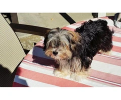 morkie puppies for sale in washington state - 8