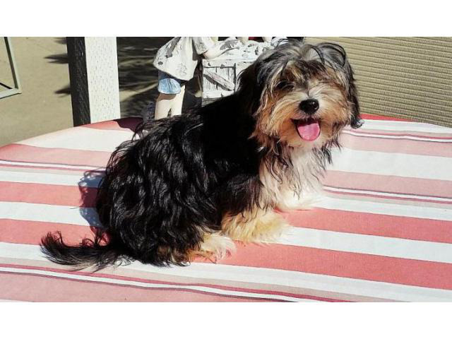 morkie puppies for sale in Massachusetts USA