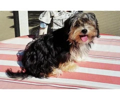 morkie puppies for sale in washington state - 9