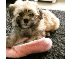 havanese pups for sale - 2