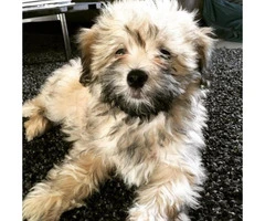 havanese pups for sale - 3