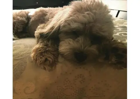 shih poo puppies for sale in ga