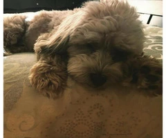 shih poo puppies for sale in ga - 1