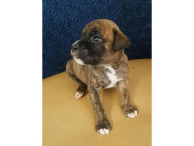 boxer puppy in Youngstown, Ohio Puppies for Sale Near Me