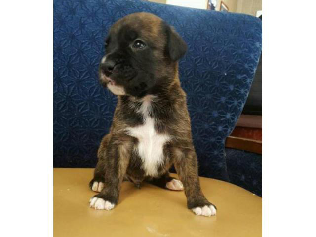 boxer puppy in Youngstown, Ohio - Puppies for Sale Near Me