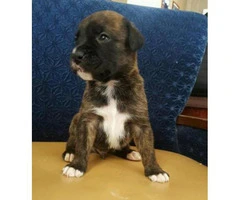 boxer puppy - 4