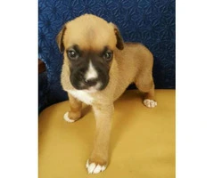 boxer puppy - 5