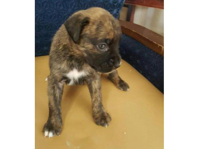 boxer puppy in Youngstown, Ohio - Puppies for Sale Near Me