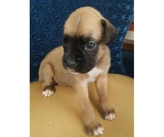 boxer puppy - 8