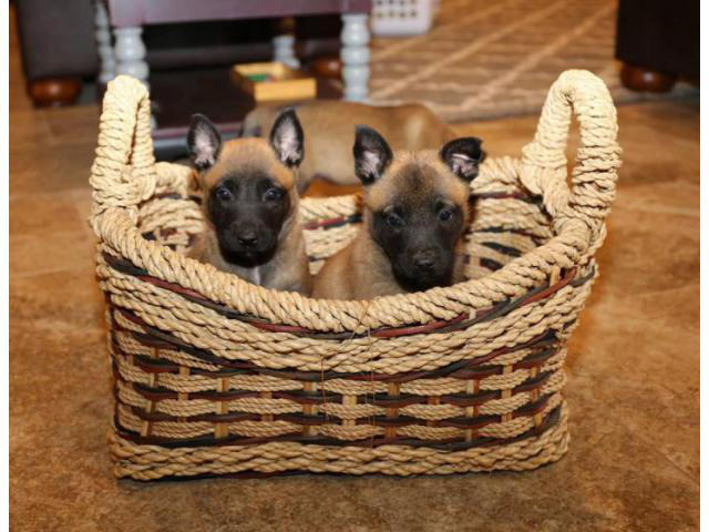 belgian malinois puppy for sale in Auburndale, Florida - Puppies for