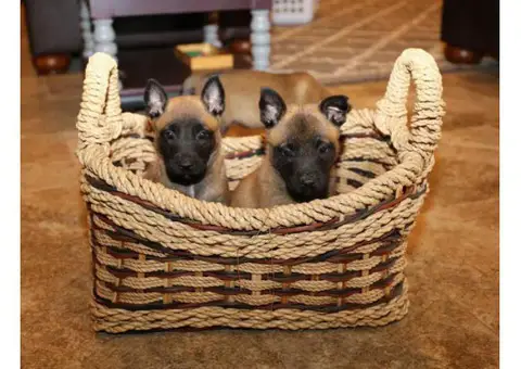 belgian malinois puppy for sale