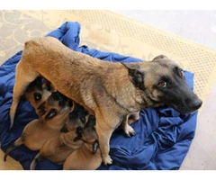 belgian malinois puppy for sale - 2