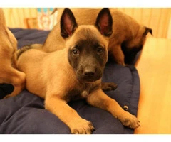 belgian malinois puppy for sale - 3