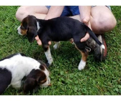beagle puppy for sale - 1