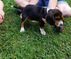beagle puppy for sale - 2
