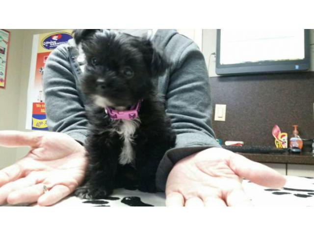 shorkie for sale in Spring Creek, Nevada - Puppies for ...