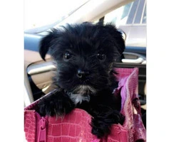 shorkie for sale - 3