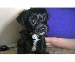shorkie for sale - 4
