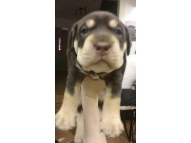 Rottweiler And Cane Corso Mix In Mansfield Ohio Puppies